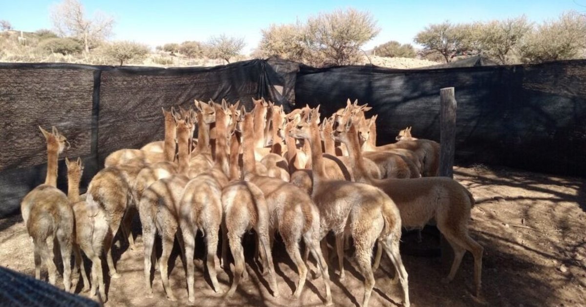 Rescatan vicuñas de un criadero por presunta crueldad animal