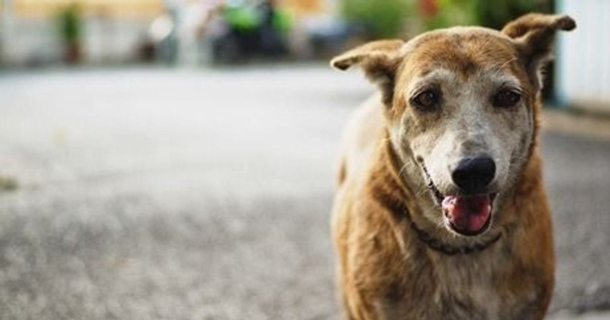 Día Mundial Del Perro Callejero ¿por Qué Se Celebra Hoy