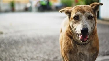 Día Mundial del Perro Callejero ¿por qué se celebra hoy?