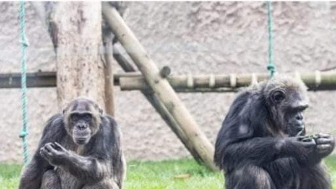La Policía mató a tiros a dos chimpancés que se escaparon de un zoológico