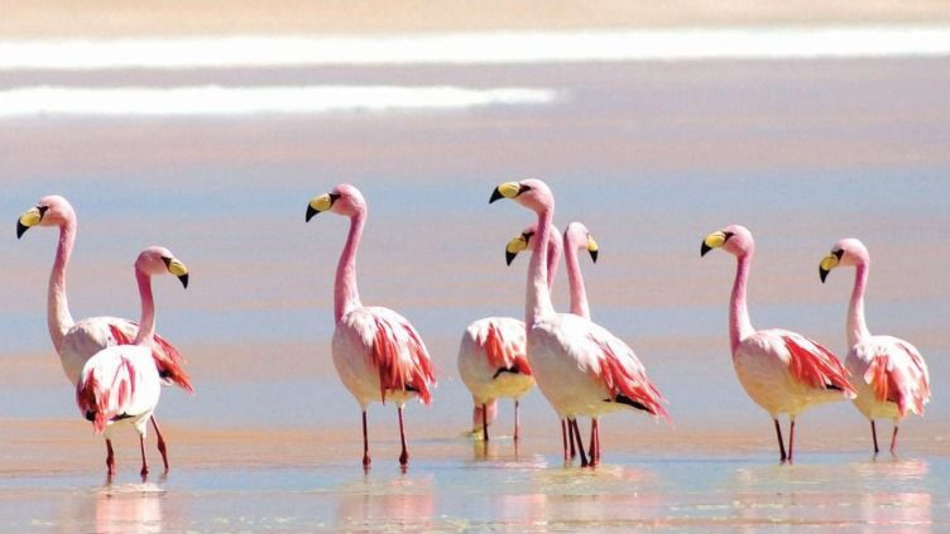 Restauración de ecosistemas incluye Laguna de Pozuelos
