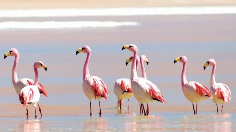 Restauración de ecosistemas incluye Laguna de Pozuelos