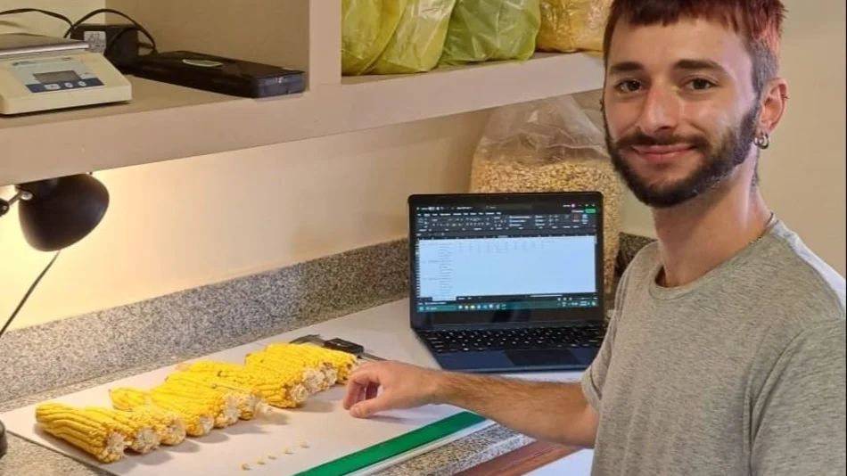 Avances en estudios con maíces quebradeños