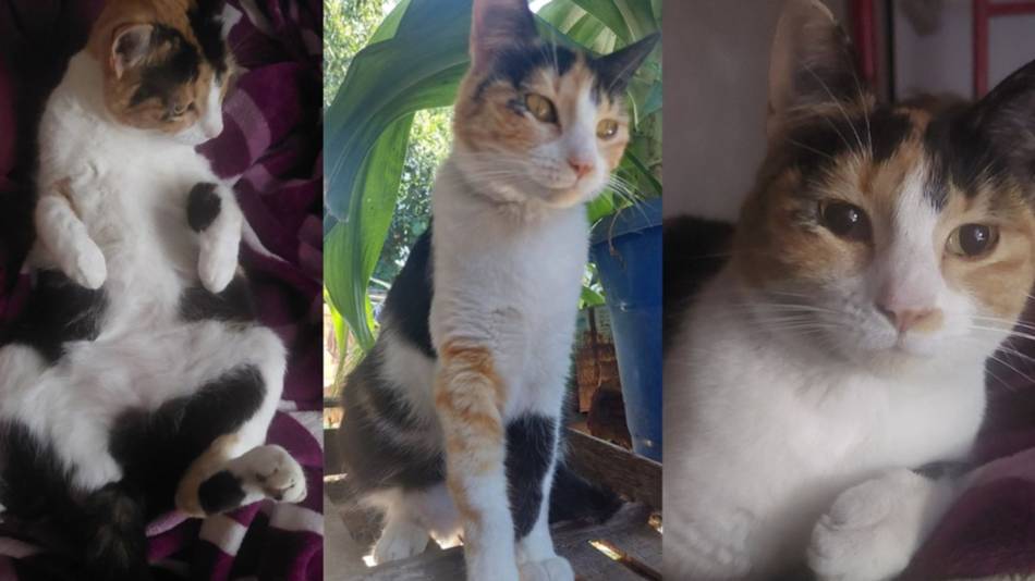 Familia busca a "Lua" su gatita perdida