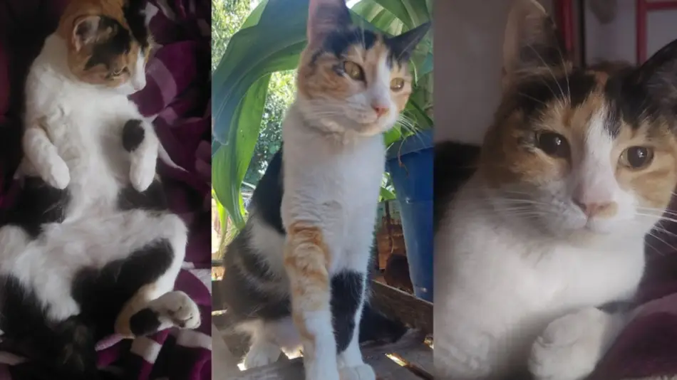 Familia busca a "Lua" su gatita perdida