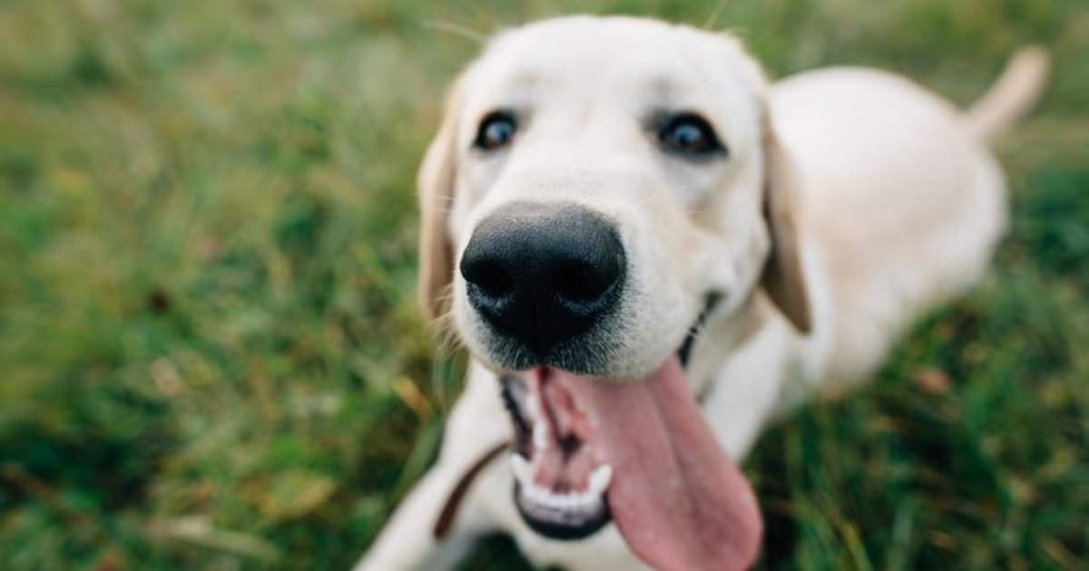 Los perros obedecen mejor cuando sus dueños están contentos que cuando están de mal humor