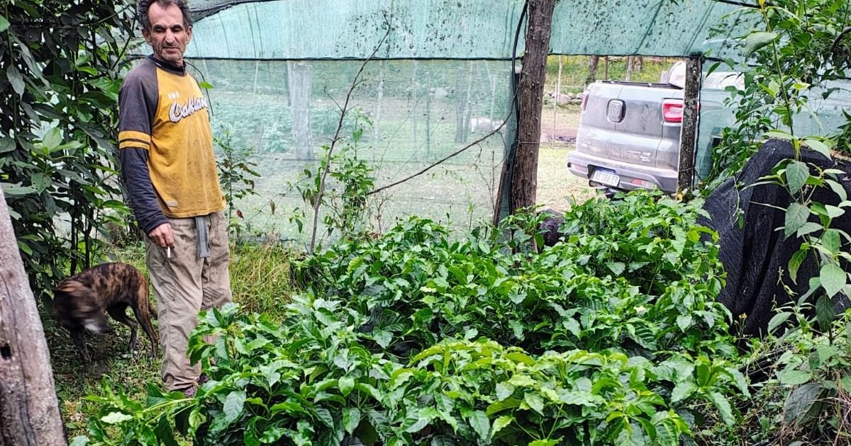 Buscan producir café como alternativa en Yungas jujeñas