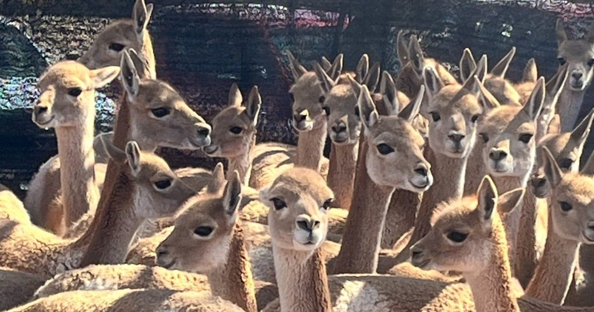 Operativo de rescate de vicuñas en la Puna jujeña
