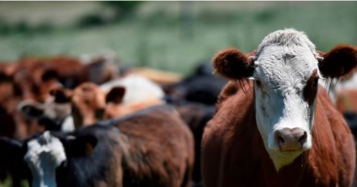 La faena de vacas tuvo el peor primer semestre de la última década