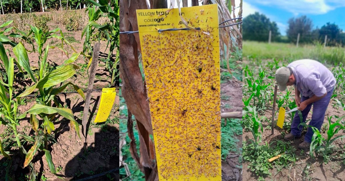 Hay poblaciones elevadas de chicharrita de maíz en Jujuy