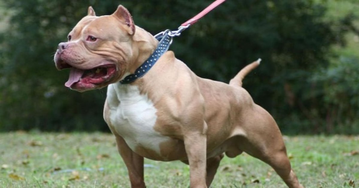 Un perro habría atacado a su dueña tras permanecer 2 dias sin comer