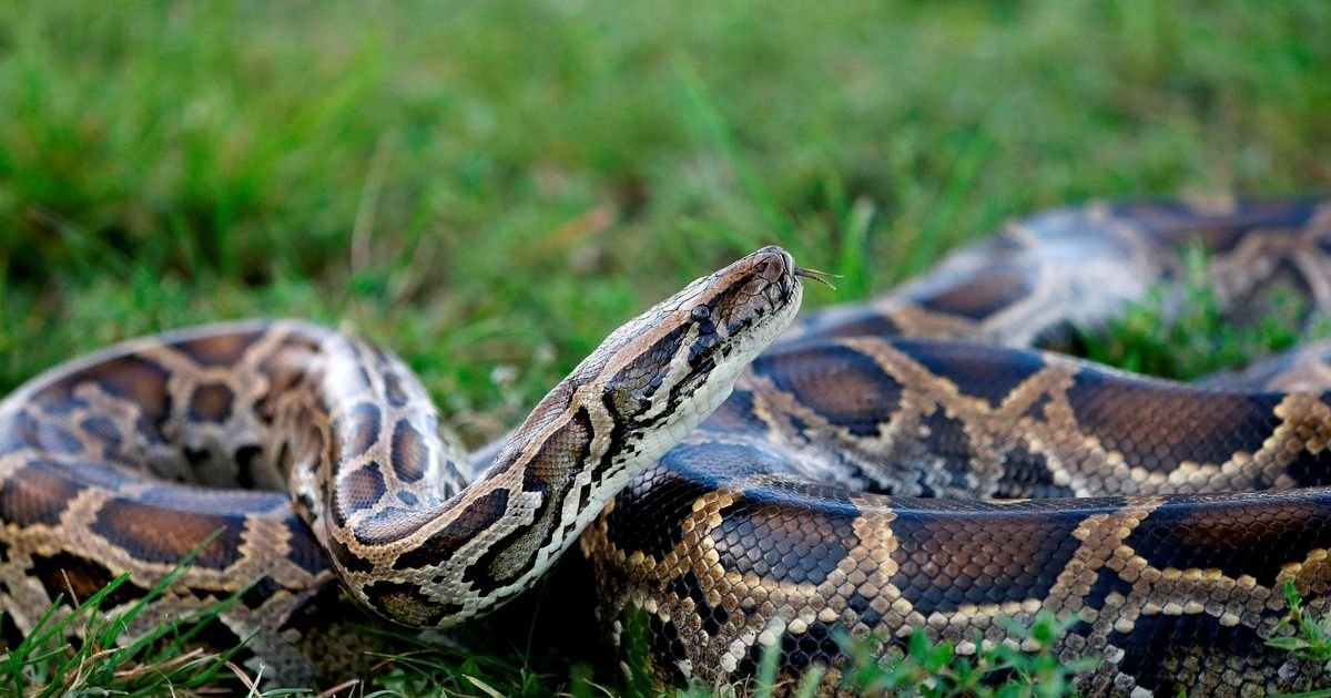 Una pitón de 7 metros mató y tragó entero a un hombre que volvía de una fiesta