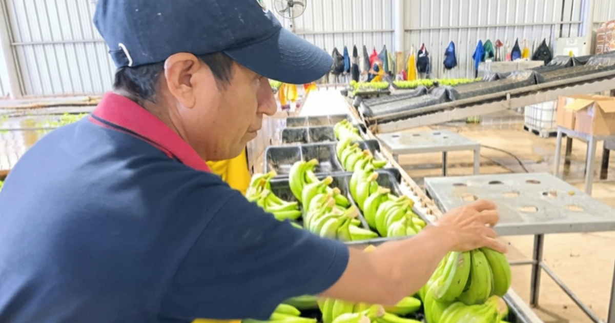 Gobierno de Jujuy busca defender la producción bananera