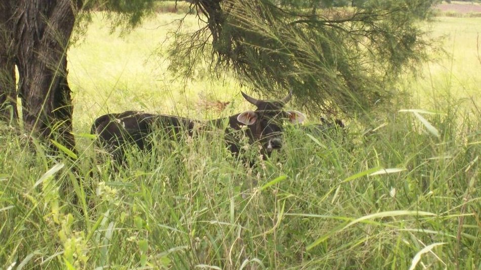 Impulsan la protección del monte con ganadería 