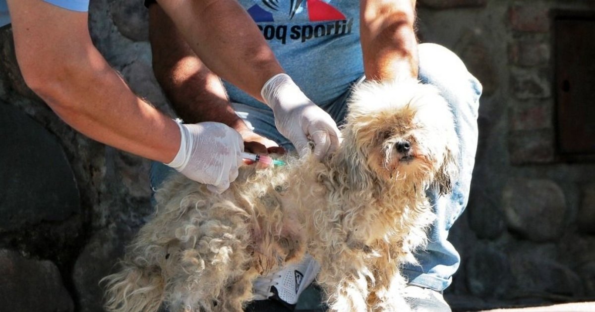 狂犬病予防ワクチン接種とペット登録キャンペーンがアルト・コメデロに届く