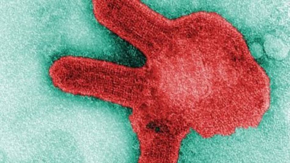Advierten una posible epidemia por el virus "primo" del ébola