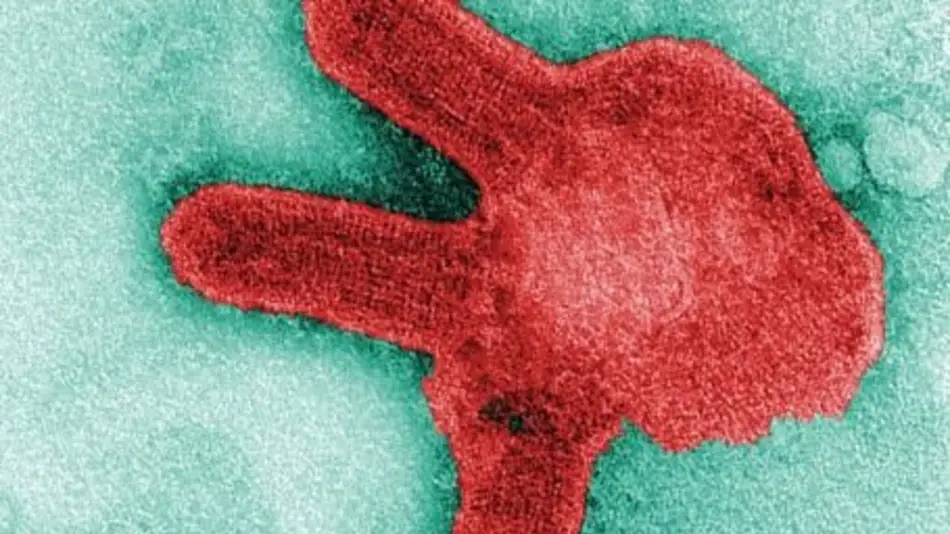 Advierten una posible epidemia por el virus "primo" del ébola