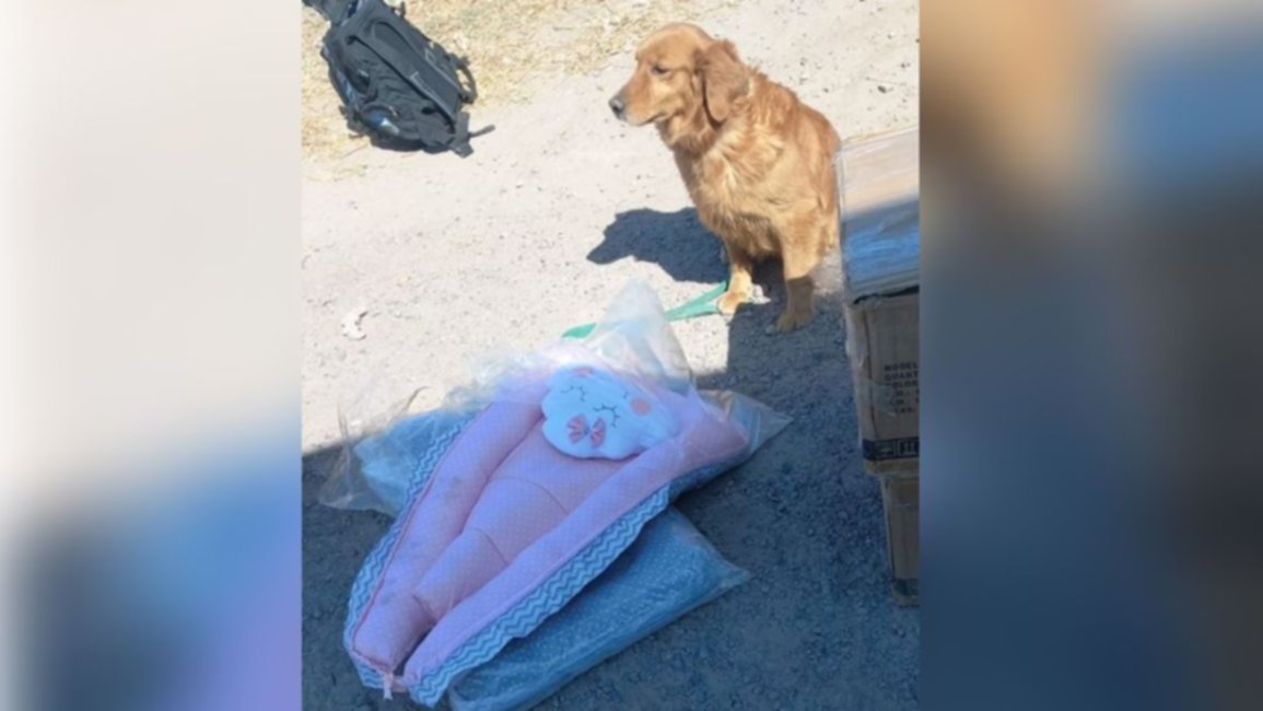 Can detectó cocaína en un nido de contención para bebés