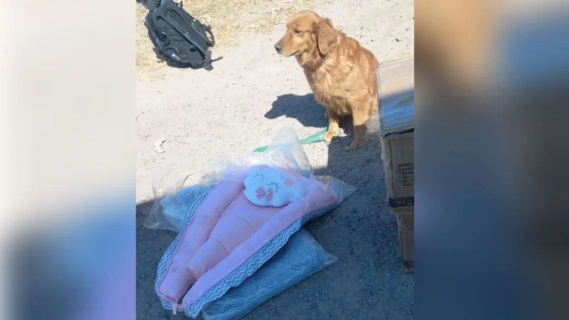 Can detectó cocaína en un nido de contención para bebés