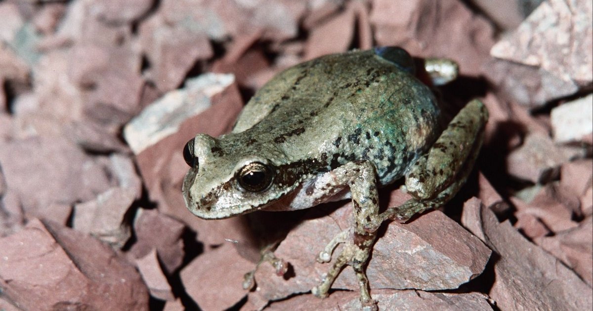 Rana marsupial de Calilegua sería monumento provincial