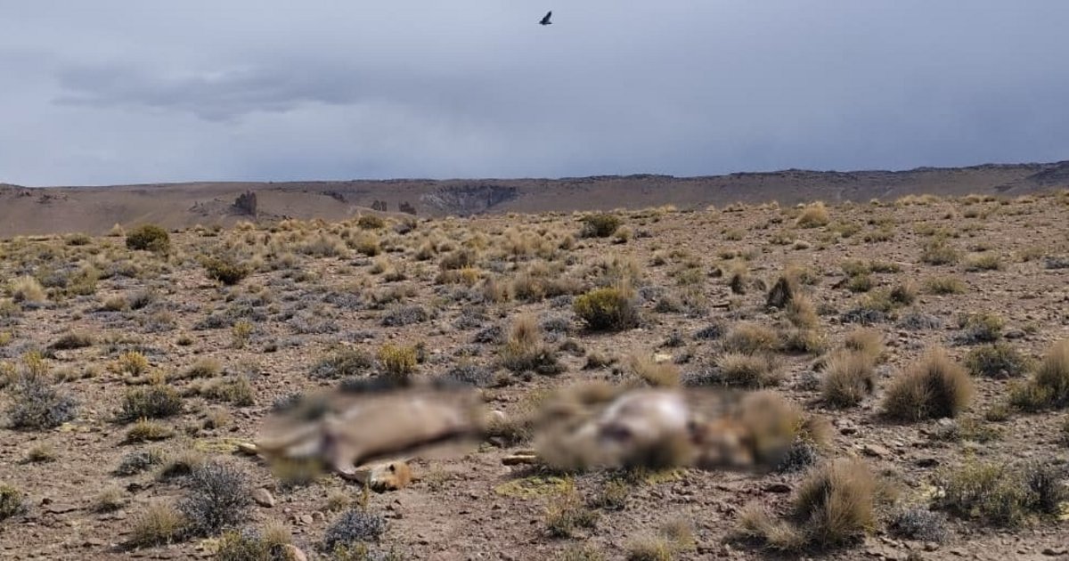 Hallaron 12 vicuñas muertas en la Puna