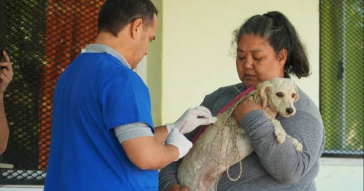 Vacunación y castración gratis en los barrios