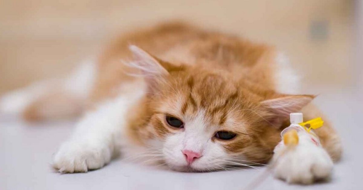 Los gatos son expertos en ocultar el dolor: claves para cuidar su salud y detectar enfermedades a tiempo