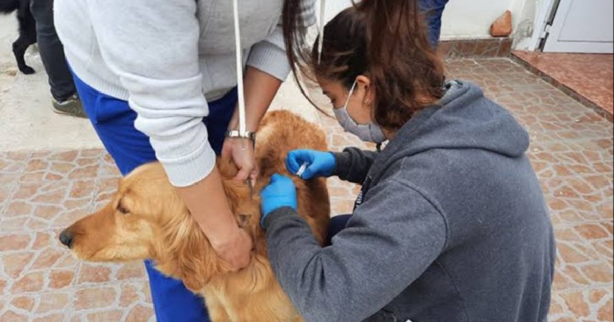 Cronograma semanal del quirófano móvil