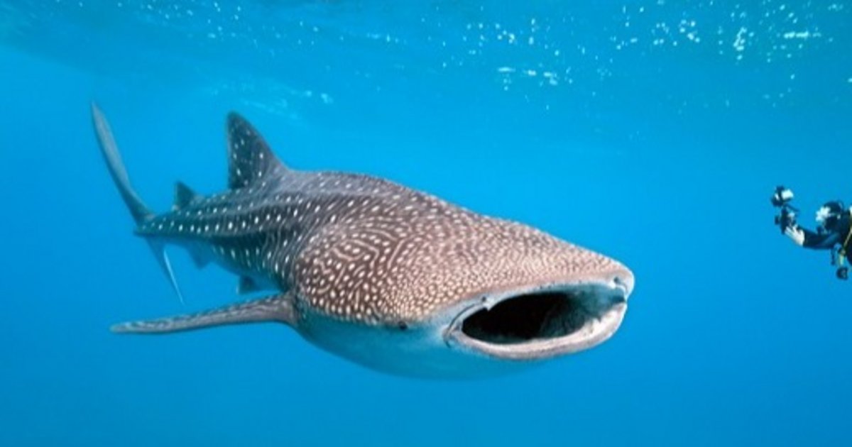 Día internacional del tiburón ballena