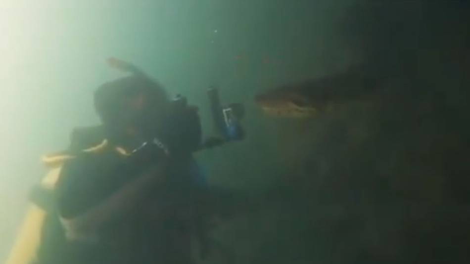 Video: buceador grabó de cerca a una anaconda gigante
