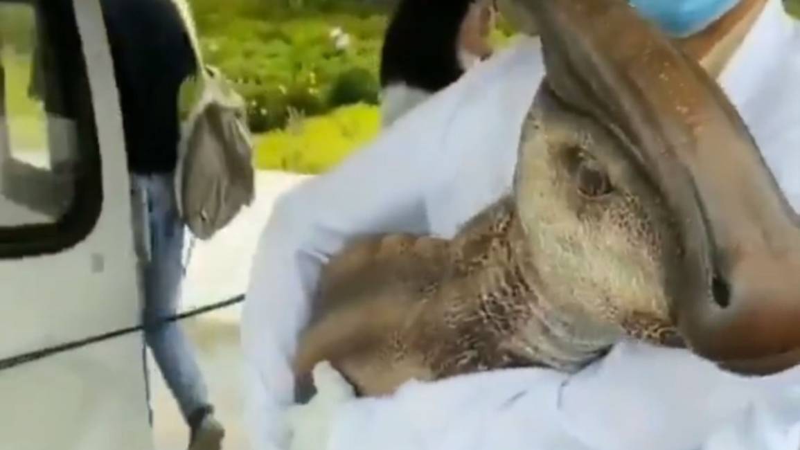 Video: ¿Como en Jurassic Park? China en tendencia por el video de un pequeño dinosaurio