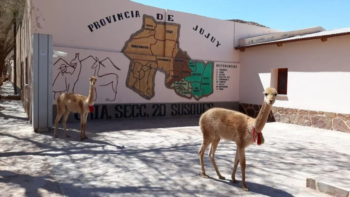 Vio un puma, se asustó, corrió y se extravió con sus ovejas