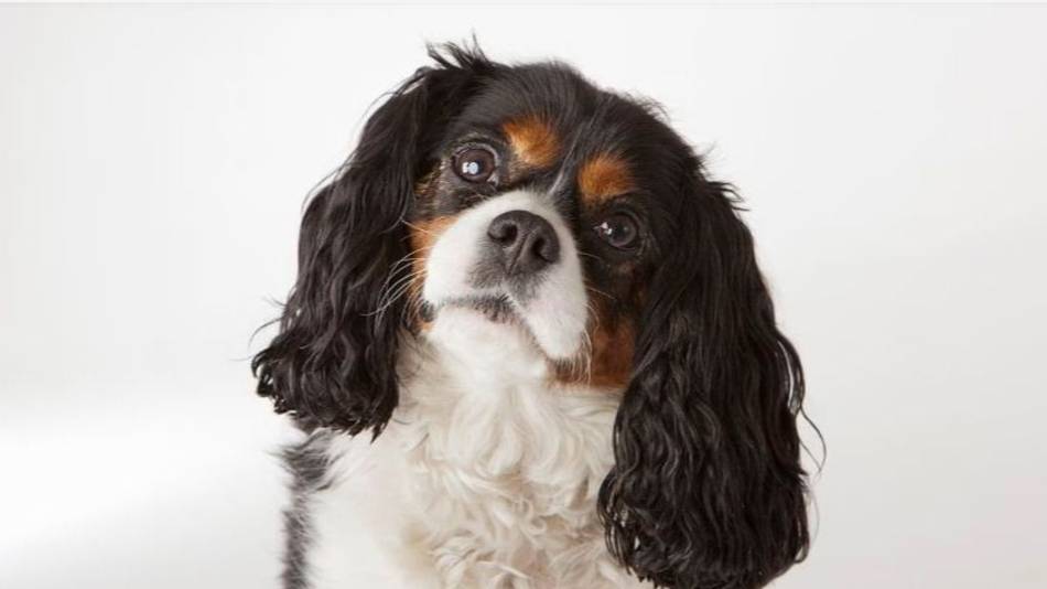 Los 10 mejores consejos para alargar la vida de un perro