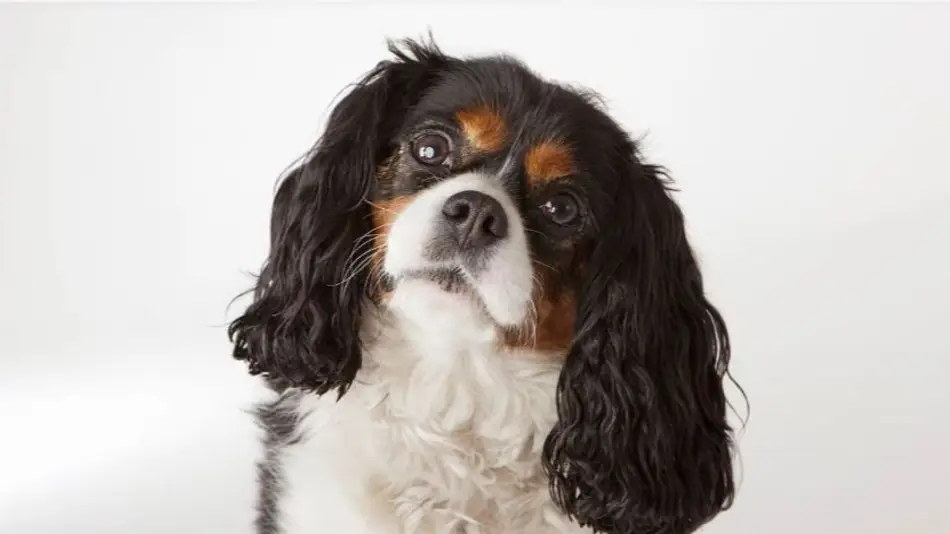 Los 10 mejores consejos para alargar la vida de un perro