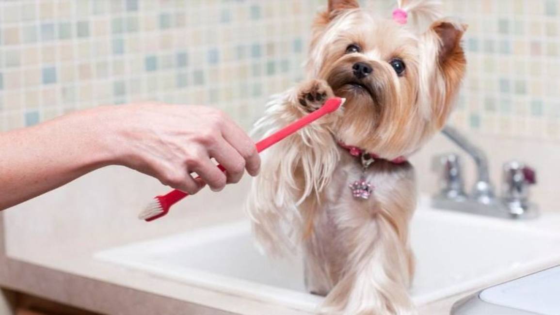 Lista de consejos para prevenir la caída del pelo de un perro