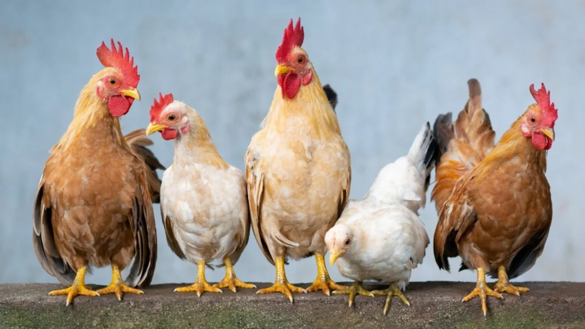 Utilizan inteligencia artificial para entender lo que dicen las gallinas