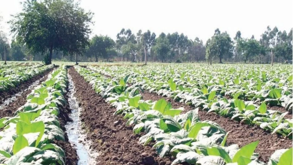 Tarifas y tributación como desafíos para el tabaco