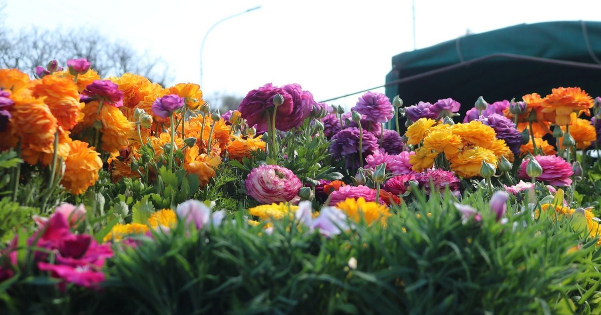 Appojuy celebra 17° aniversario en el Paseo de las Plantas