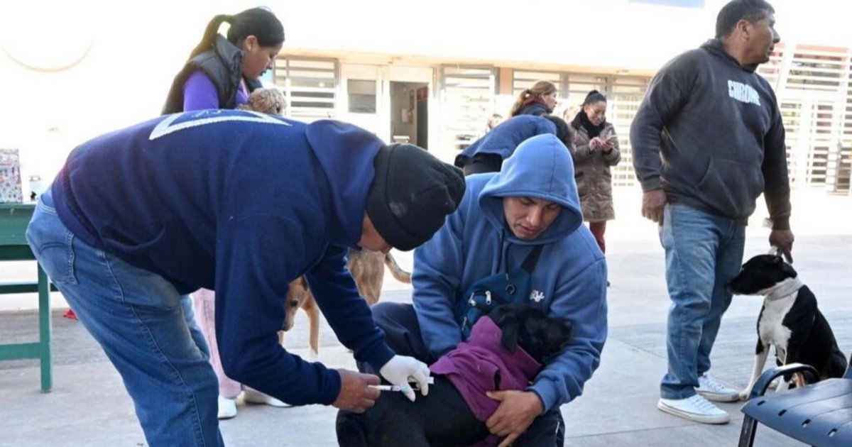 Gran operativo de castración y desparasitación de mascotas