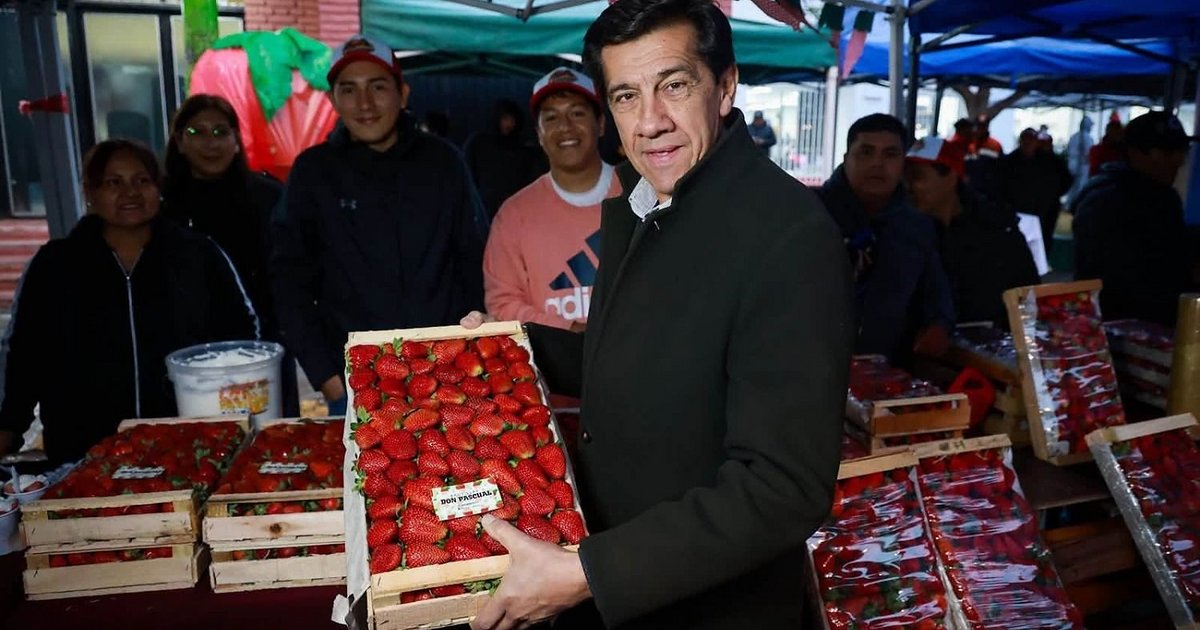 Proyectan cámaras de frío para exportar frutillas