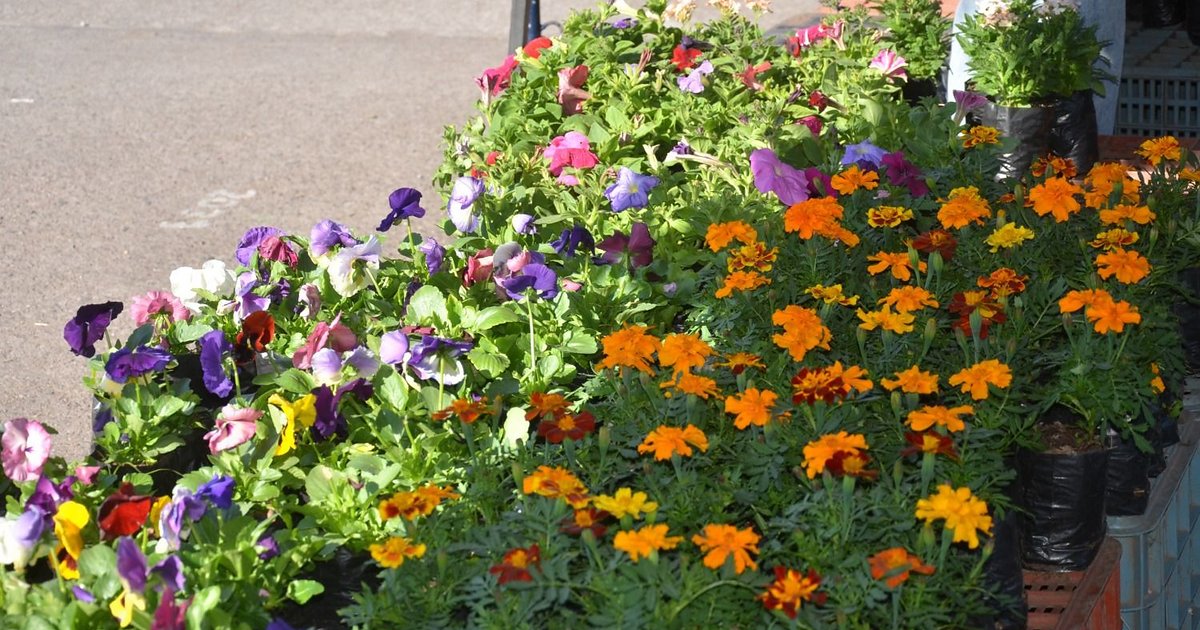 Alegrías, divas de los jardines en primavera