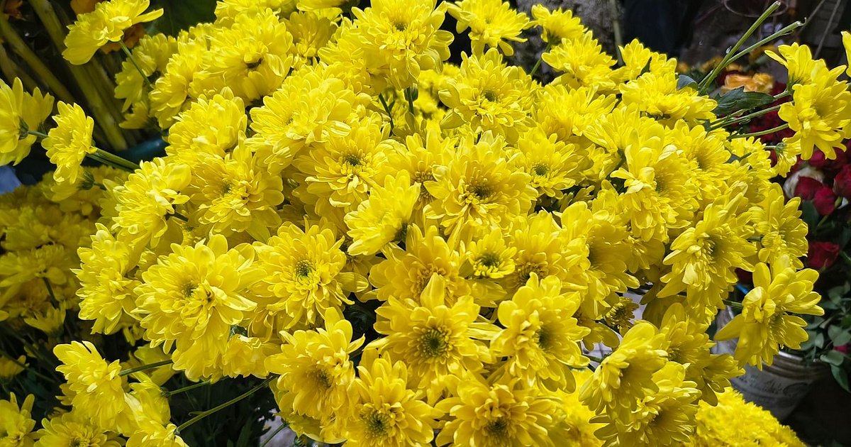 Flores amarillas, el furor de la primavera en Jujuy