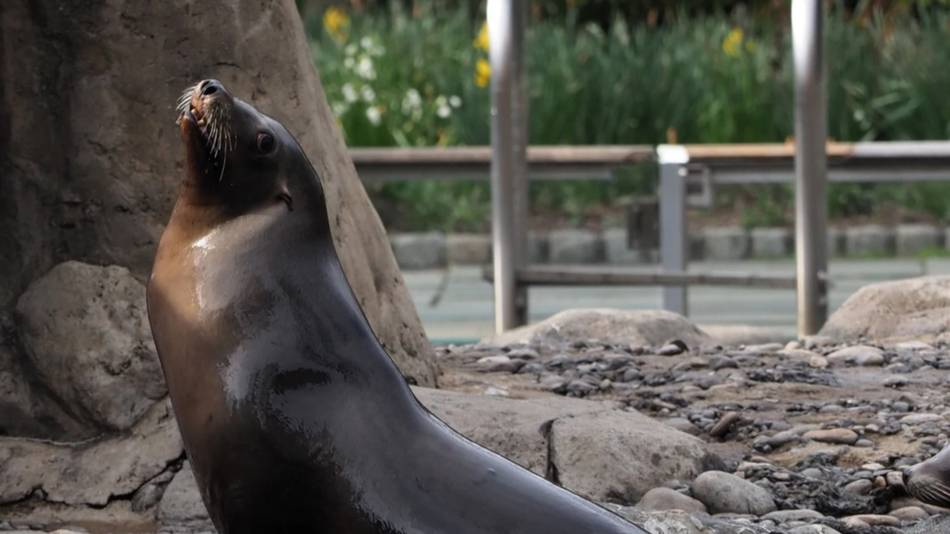 Indignación tras muerte de león marino por estrés luego de ser hostigado por turistas