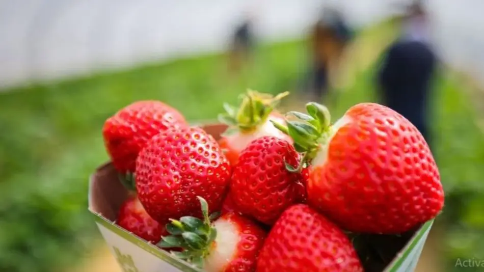 ¿Cómo se debe consumir la frutilla para adelgazar en menos tiempo?
