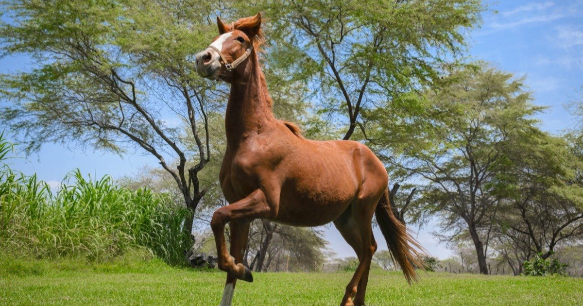 Se viene el Concurso provincial del Caballo peruano de paso en Jujuy