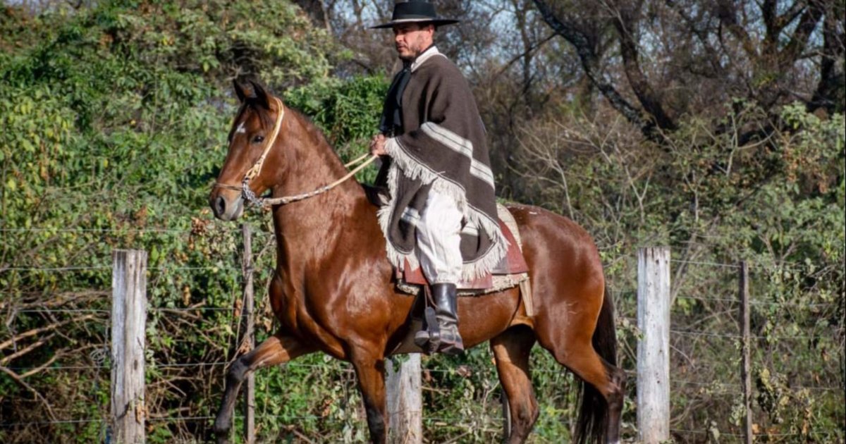 Jujeños apreciarán al caballo peruano de paso en acción