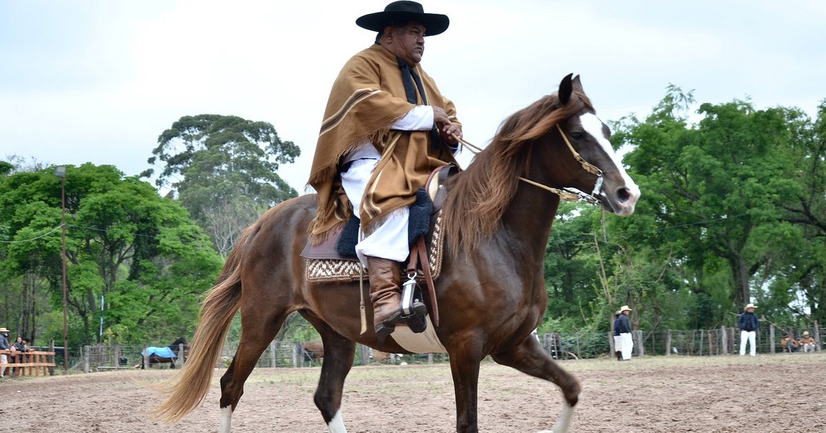 El Caballo Peruano de Paso brilla en la Rural Jujeña
