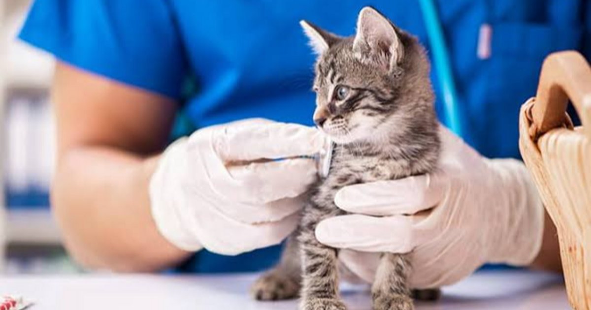 Zoonosis realizará operativos de castración durante la semana