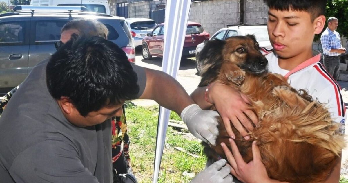 Zoonosis: Hoy comienza operativo de castración