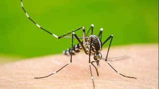 Dengue: se registraron dos nuevos casos